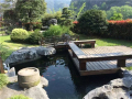 南京庭院设计中建造锦鲤鱼池需要注意五大事项！