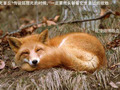 陈益峰：狐死首丘，是地理师的基本素质