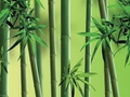 哪些植物经常出现在园林中