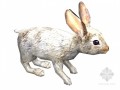 兔子3D模型下载