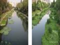 河道生态治理技术及养护要求