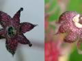 日本：发现不发生光合作用的植物新物种