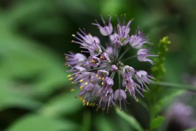 蒟蒻薯 tacca leontopetaloides 整个蒟蒻薯属的花都像老虎须,蒟蒻又
