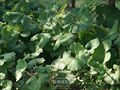 蜂斗菜|形态多变的蜂斗菜