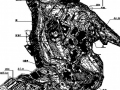 [四川]山体公园景观园林规划设计总平面图