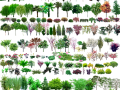 常用园林植物图例（CAD平面图+PSD立面图）