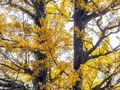 世界级银杏村的千年寺庙里
