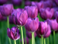 34种·蓝紫色系植物，享受高贵典雅浪漫的视觉盛宴