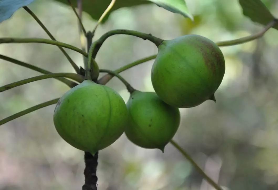 油桐,又叫桐油树,桐子树,与油茶,核桃,乌桕并称为中国四大木本油料