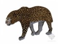野生动物3D模型下载