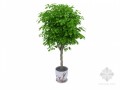 茂密小树3D模型下载