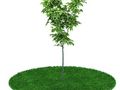植物18