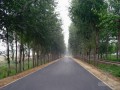 [毕业设计]四级公路道路工程施工组织设计
