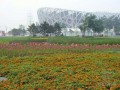 [北京]钢结构大型体育馆环境改造绿化工程监理大纲（鲁班奖工程）