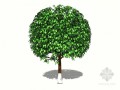 植物大树sketchup模型下载