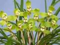 连园艺专家也稀罕的“绿色花儿”，都有哪些？