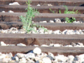铁路路基为什么是碎石子而不是混凝土？