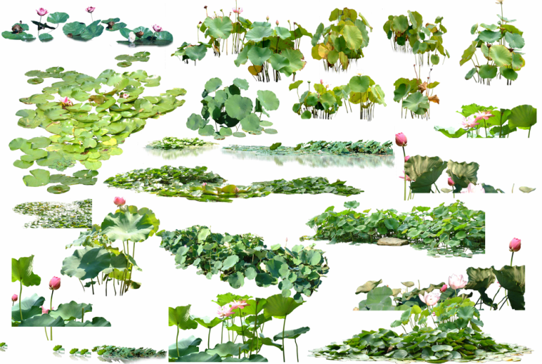 水生植物花草资料下载-滨水效果图ps素材-水生植物·乔木·鸟兽psd素材