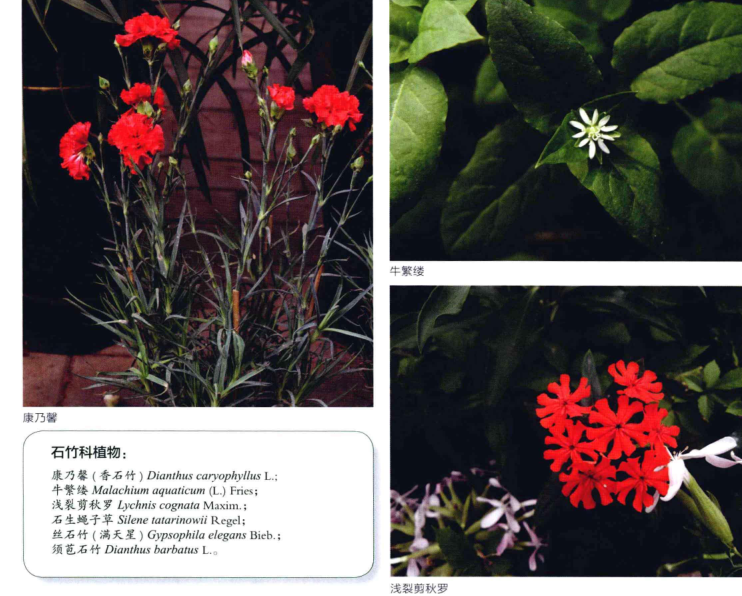 景观园林植物图鉴PDF（共591页）_4