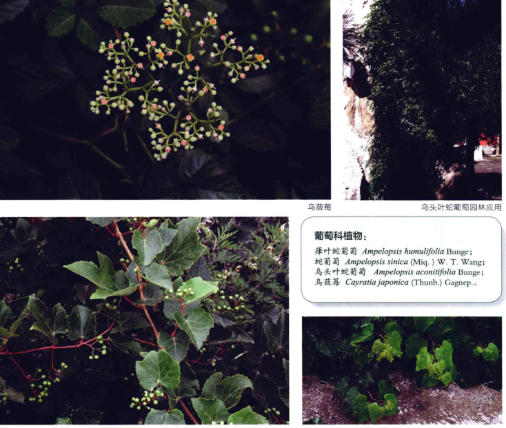 景观园林植物图鉴PDF（共591页）_6