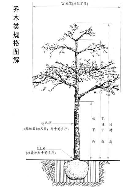 植物规格图解pdf_2