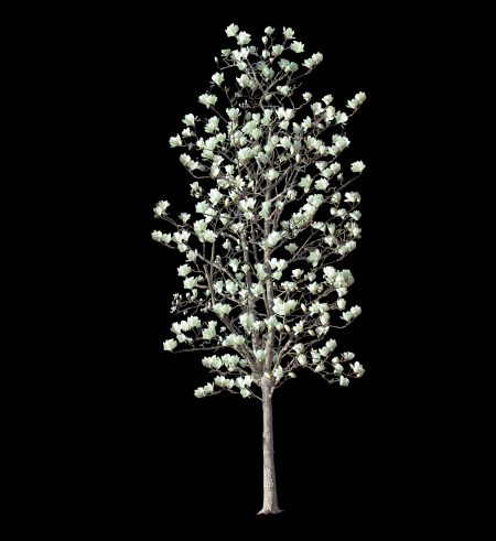 ps植物素材柳树资料下载- 景观植物ps素材|玉兰树psd