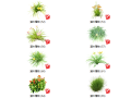 500套花卉灌木植物su模型 B（51-100）