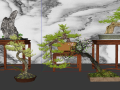 中式松树盆景组合绿植盆栽罗汉松su模型12套