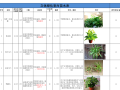 华中地区立体绿化室内绿化植物苗木表