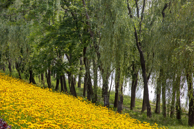 南京江岛新天地滨江商业生态公园-005-riverside-commercial-eco-park-china-by-collective-landscape-design