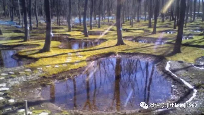 水上游乐设施cad资料下载-日本建筑师做了个梦幻水上花园，300棵树都画出来，细腻到令人发