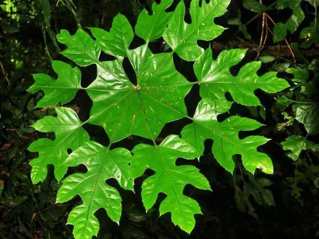 常绿小乔木,叶片呈掌状,叶片长椭圆形至披针形,又具小裂片,像极了雪花