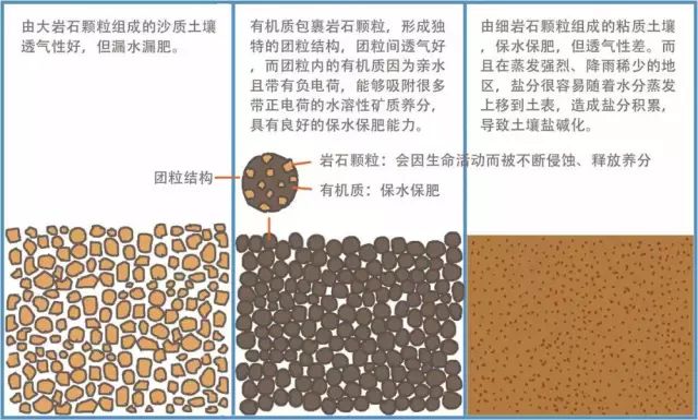 [分享]植物·土壤|根与土的那些奇迹
