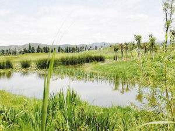 生态河道整治案例资料下载-河道整治护岸加固方案