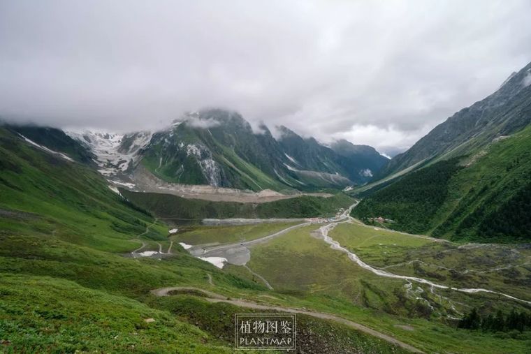 植物识别图鉴资料下载-从多雄拉到嘎隆拉，在印度洋暖湿气流里瑟瑟发抖