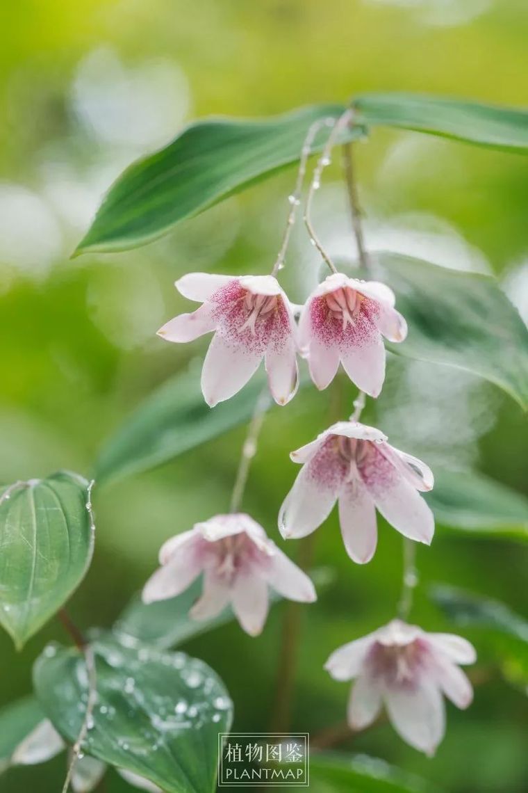 腋花扭柄花