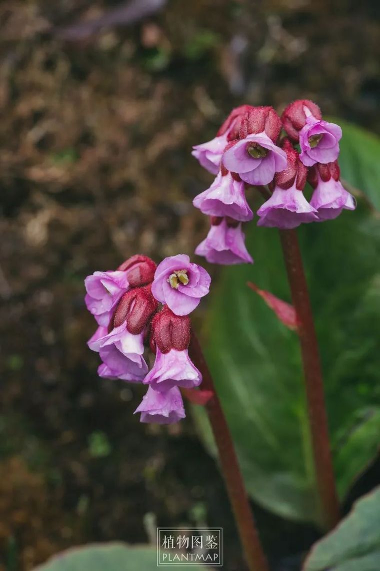 后面去察隅的路上还见到了匍茎百合,既然提到了卓巴,就提前来看一看吧