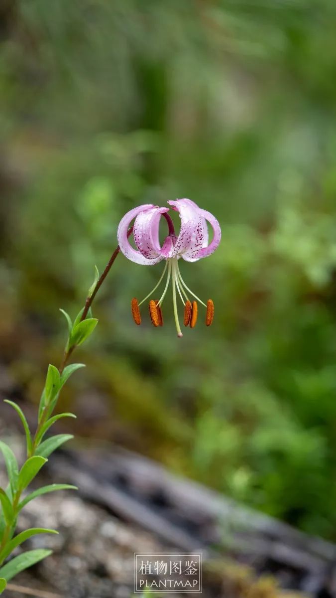 后面去察隅的路上还见到了匍茎百合,既然提到了卓巴,就提前来看一看吧