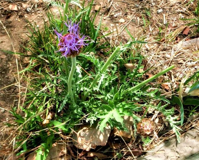[分享]漏芦,见过吗?它可不是刺菜,不仅清热解毒还能通乳哦!