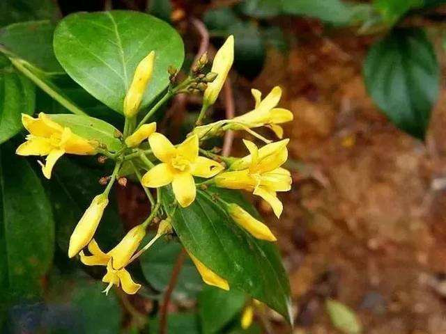 中国古代最毒毒草之断肠草,真的会让人"断肠"吗?