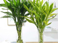 不可居无竹，盘点5种最适合家里养的盆栽竹，你家种了吗？