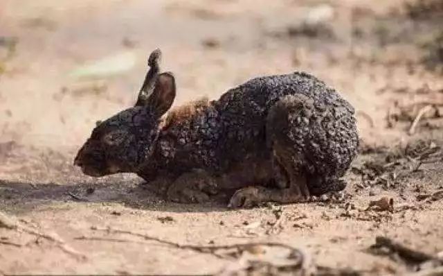 [分享]救救地球吧!这场森林大火,已经燃烧了21天