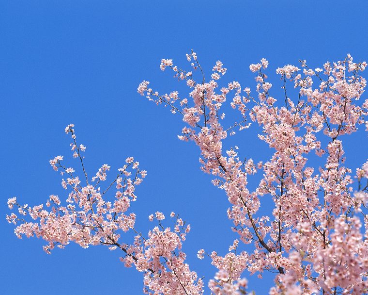 春暖花开"花"图片-配景素材-筑龙渲染表现论坛
