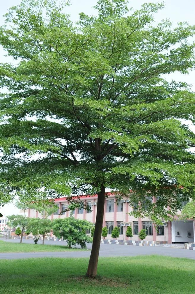 每日植物 |小叶榄仁-景观植物-筑龙园林景观论坛