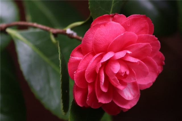 茶花扦插的最佳季节资料下载-茶花最好的扦插季节，现在扦插，来年就有花