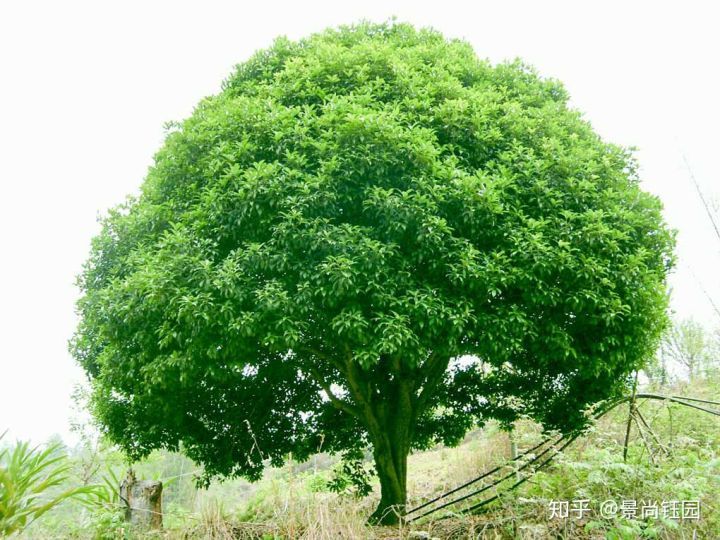 100个景观植物资料下载-超全的景观植物配置表