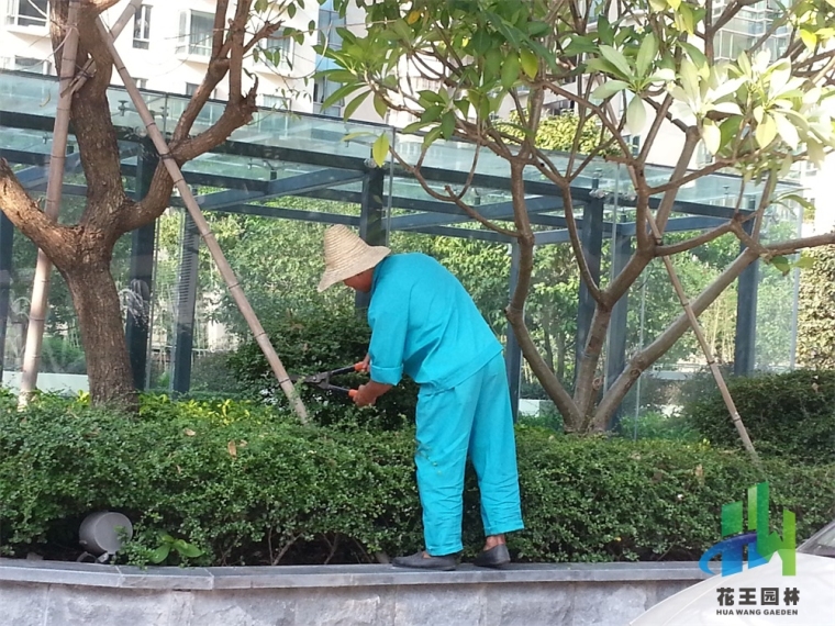 绿化养护概算定额资料下载-小区园林绿化养护好不好，看这2点就够了！