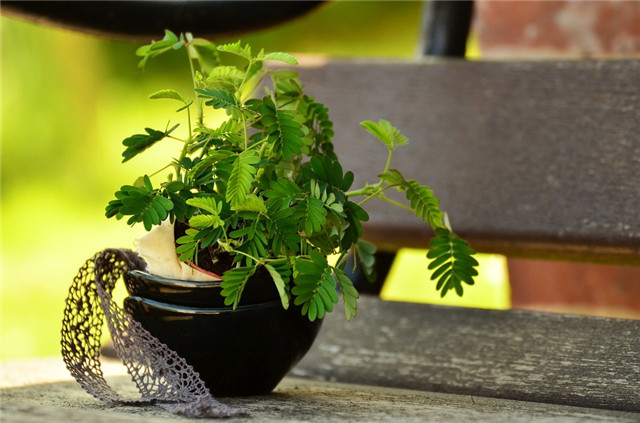 室内植物观赏资料下载-这5种植物，在好看也不能摆在室内！