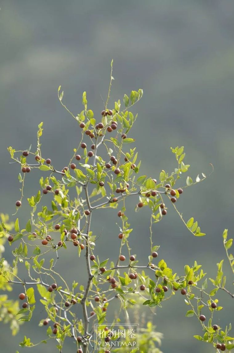 [分享]酸枣 | 刺也挡不住我.