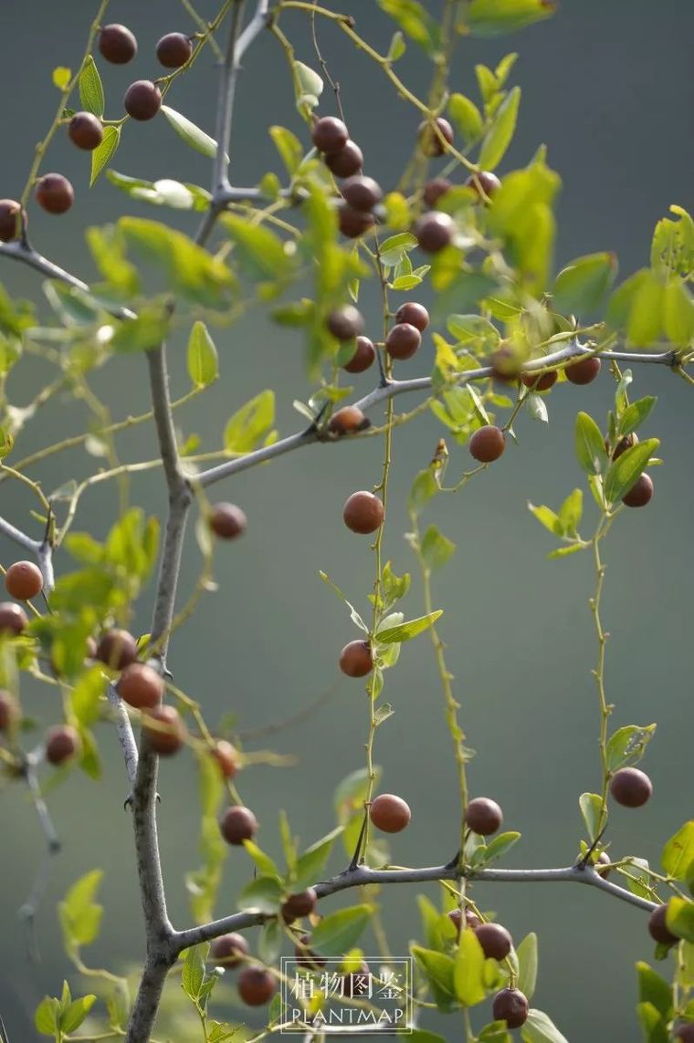 [分享]酸枣 | 刺也挡不住我.